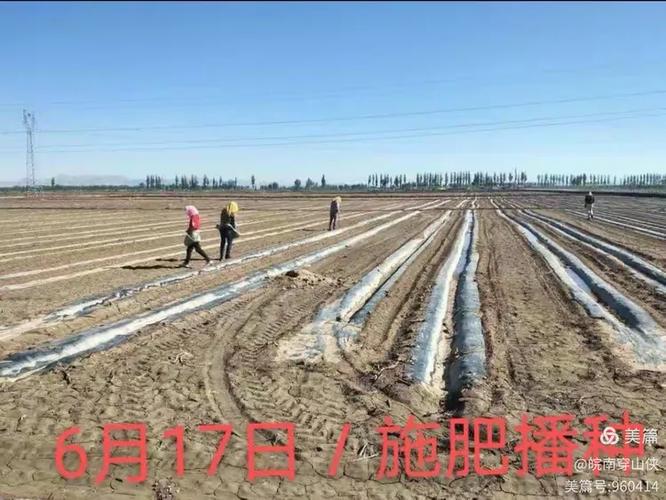 江苏益百稼生物科技quot;益百稼"土壤调理剂,用于内蒙古盐碱地